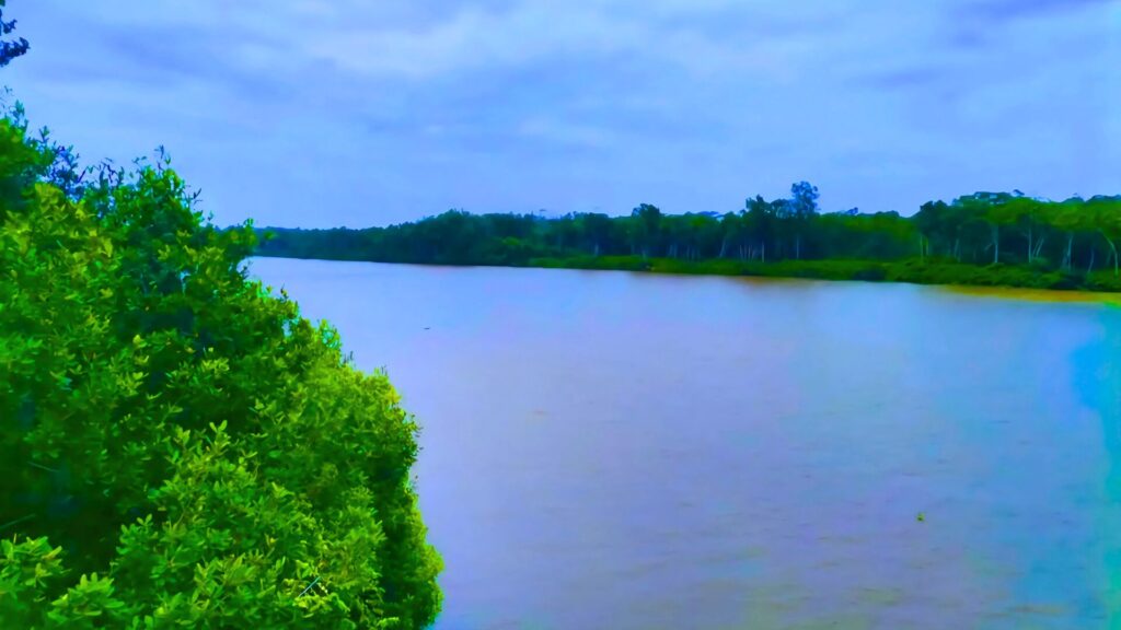 View of the Kwanza River in Angola, surrounded by lush green mangroves and dense forest under a cloudy sky.
