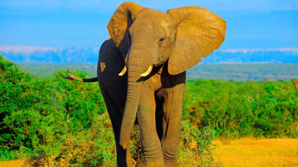 African elephant standing in the wild, with large ears and tusks, surrounded by green bushes and savanna landscape